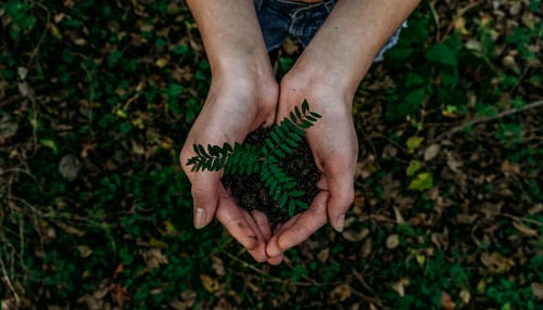 bird's eye view of person's hands holding dirt with green fern leaf sprouting up toward camera